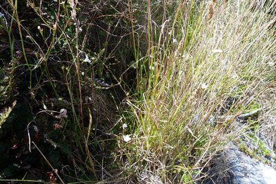 Wahlenbergia ramosa, photographed by Colin Meurk