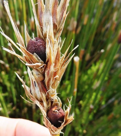 Ceratocaryum persistens, photographed by linkie