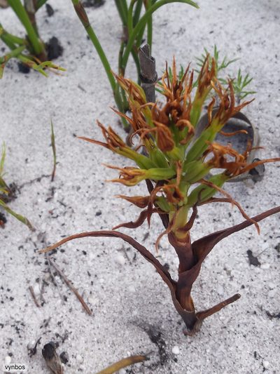 Pachites bodkinii, photographed by Chris Vynbos
