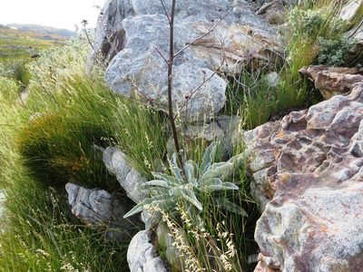 Hermas gigantea, photographed by linkie