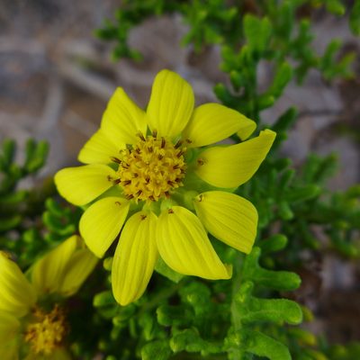 Lecocarpus pinnatifidus, photographed by John Hibbard
