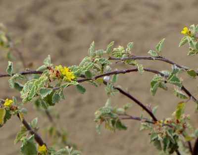 Waltheria ovata, photographed by John Hibbard