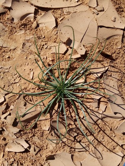 Asphodelus tenuifolius, photographed by Karim Haddad
