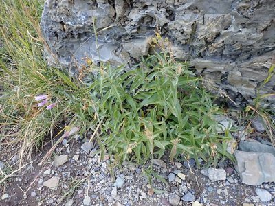 Penstemon lyallii, photographed by John Brew