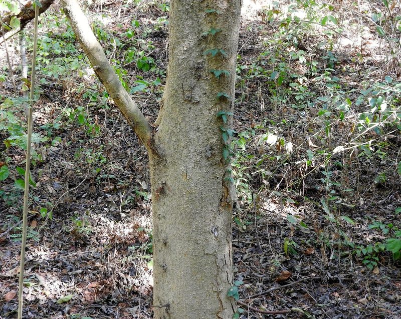 Maclura tinctoria, photographed by Francisco Farriols Sarabia