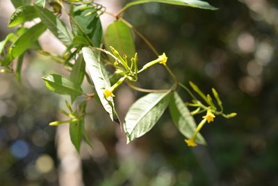 Mandevilla tubiflora, photographed by Neptalí Ramírez Marcial