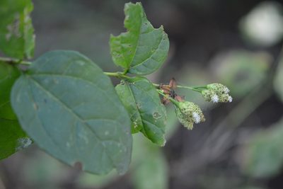 Salmea scandens, photographed by Neptalí Ramírez Marcial