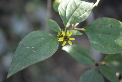 Philactis zinnioides, photographed by Neptalí Ramírez Marcial