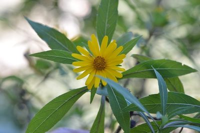 Verbesina neriifolia, photographed by Neptalí Ramírez Marcial