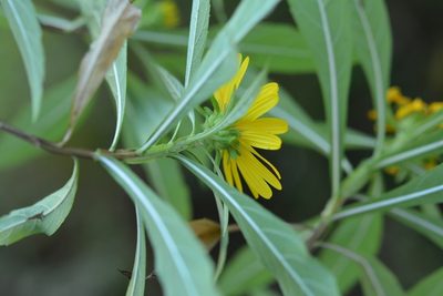 Verbesina neriifolia, photographed by Neptalí Ramírez Marcial