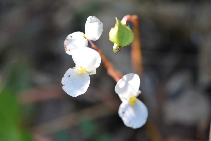 Begonia pinetorum, photographed by Neptalí Ramírez Marcial