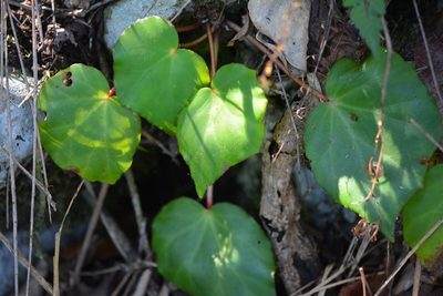 Begonia pinetorum, photographed by Neptalí Ramírez Marcial
