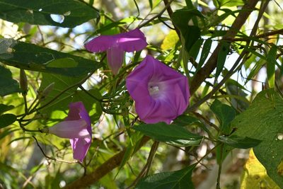 Ipomoea leucotricha, photographed by Neptalí Ramírez Marcial