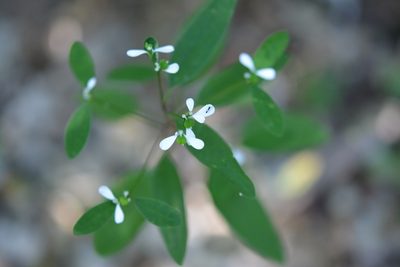 Euphorbia ariensis, photographed by Neptalí Ramírez Marcial