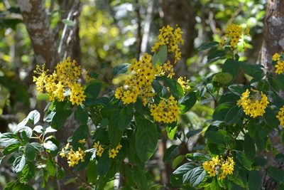 Galphimia speciosa, photographed by Neptalí Ramírez Marcial
