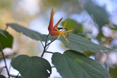 Triumfetta speciosa, photographed by Neptalí Ramírez Marcial
