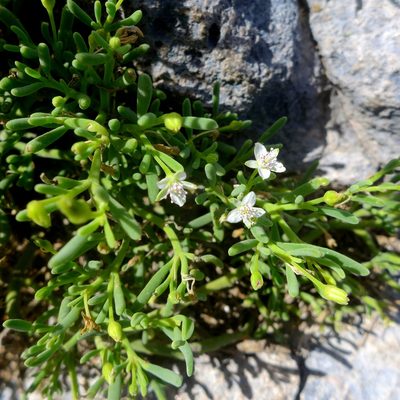 Sesuvium edmonstonei, photographed by John Hibbard