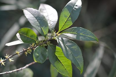 Forestiera rhamnifolia, photographed by Neptalí Ramírez Marcial