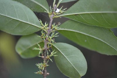 Forestiera rhamnifolia, photographed by Neptalí Ramírez Marcial
