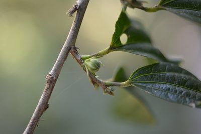 Hibiscus purpusii, photographed by Neptalí Ramírez Marcial