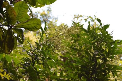 Matayba oppositifolia, photographed by Neptalí Ramírez Marcial