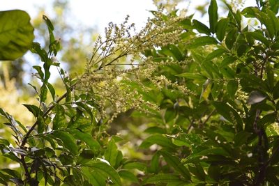 Matayba oppositifolia, photographed by Neptalí Ramírez Marcial