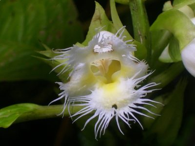 Drymonia lanceolata, photographed by Oscar Marín