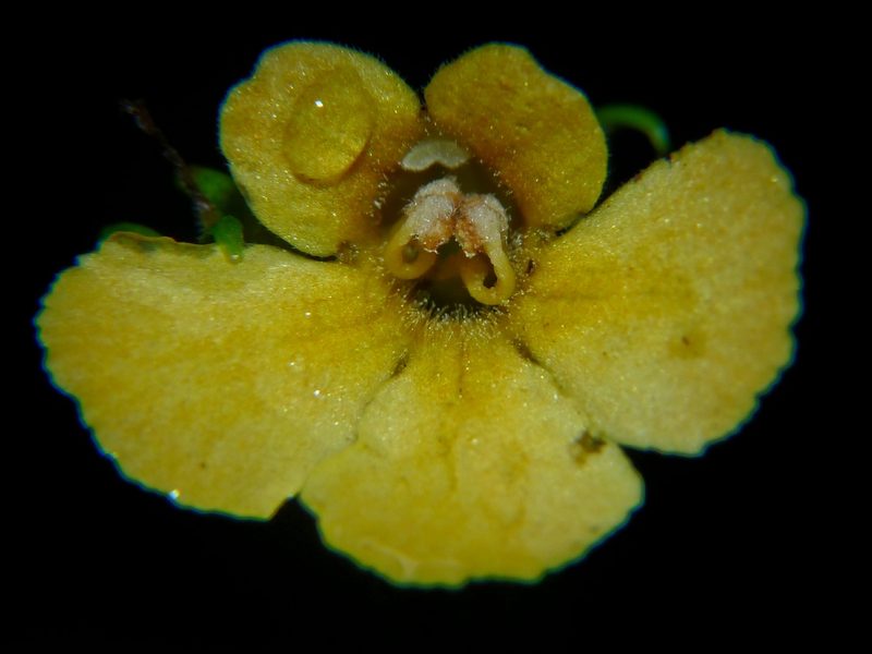 Reldia grandiflora, photographed by Oscar Marín