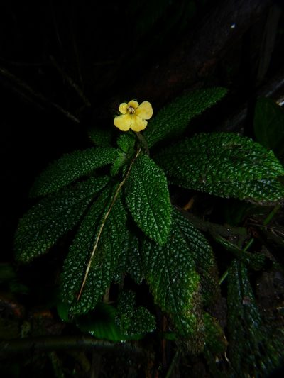 Reldia grandiflora, photographed by Oscar Marín