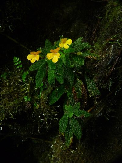 Reldia grandiflora, photographed by Oscar Marín