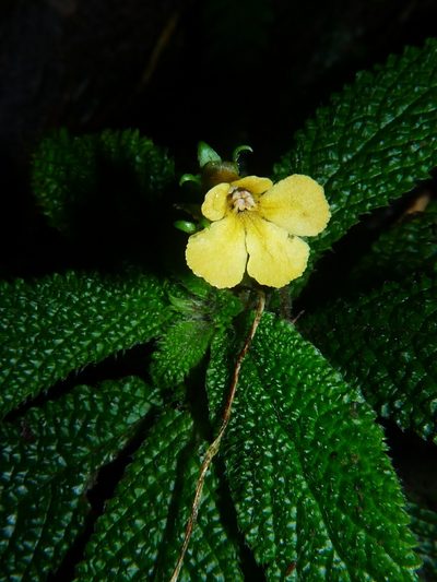 Reldia grandiflora, photographed by Oscar Marín