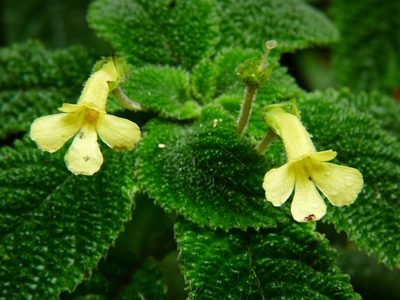 Reldia grandiflora, photographed by Oscar Marín