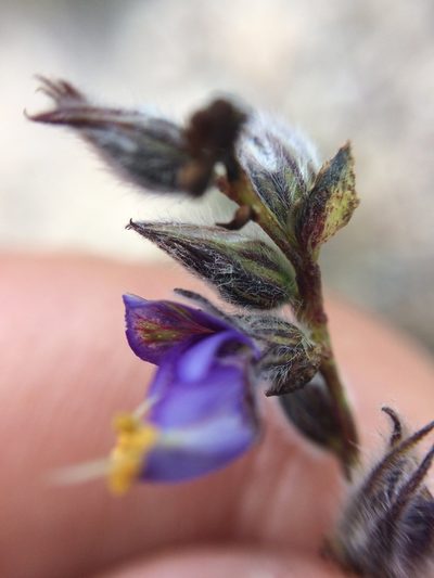 Marina filiciformis, photographed by Carlos Martorell