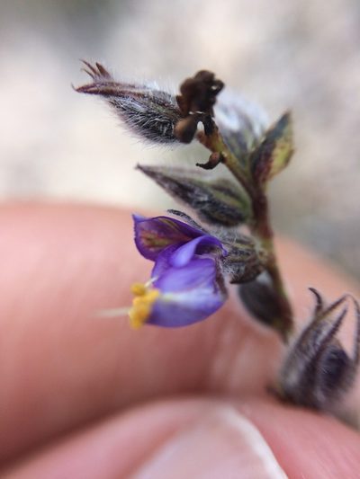 Marina filiciformis, photographed by Carlos Martorell