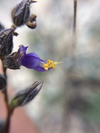 Marina filiciformis, photographed by Carlos Martorell