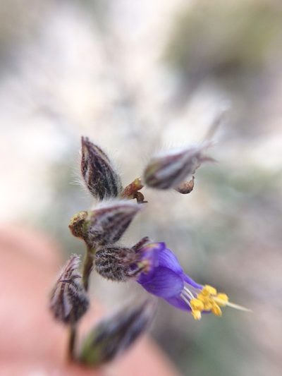 Marina filiciformis, photographed by Carlos Martorell