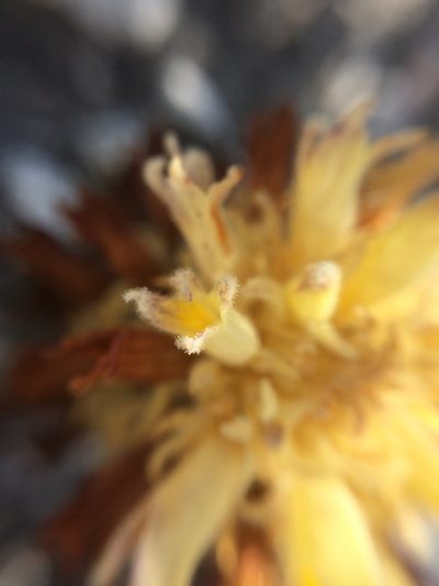 Orobanche dugesii, photographed by Carlos Martorell