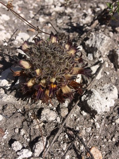 Orobanche dugesii, photographed by Carlos Martorell