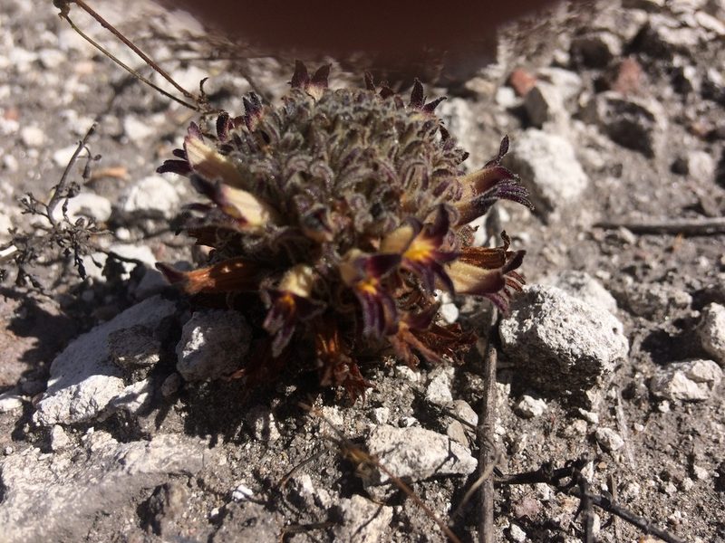 Orobanche dugesii, photographed by Carlos Martorell