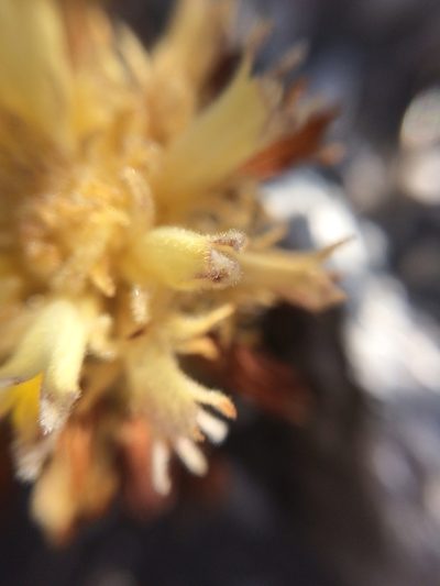 Orobanche dugesii, photographed by Carlos Martorell