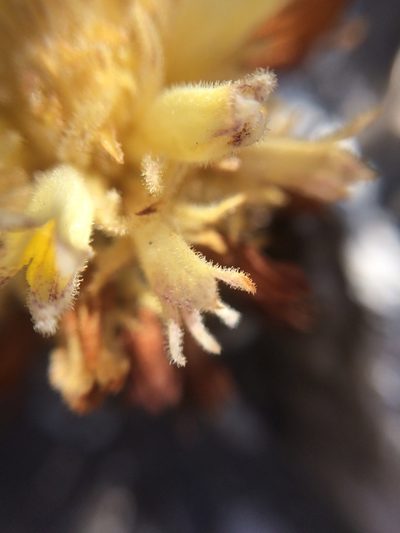 Orobanche dugesii, photographed by Carlos Martorell