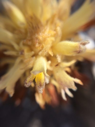 Orobanche dugesii, photographed by Carlos Martorell