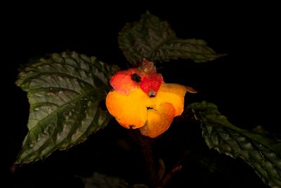 Nautilocalyx urticifolius, photographed by Oscar Marín