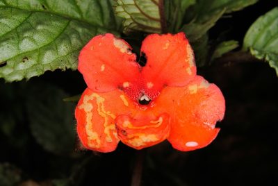 Nautilocalyx urticifolius, photographed by Oscar Marín