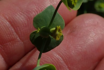 Euphorbia striata, photographed by Peter Warren