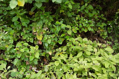 Jovellana sinclairii, photographed by M Rutherford