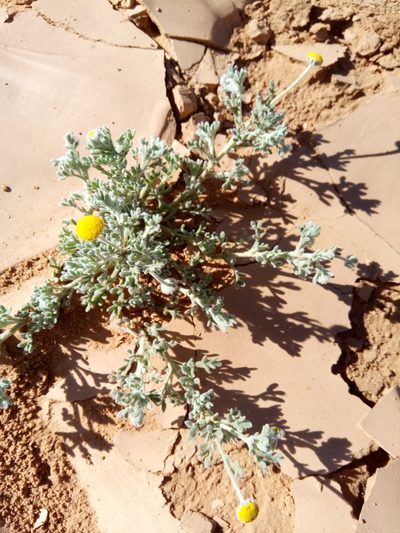 Brocchia cinerea, photographed by Karim Haddad
