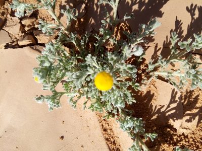 Brocchia cinerea, photographed by Karim Haddad