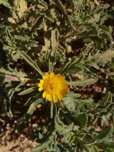 Asteriscus graveolens, photographed by Karim Haddad