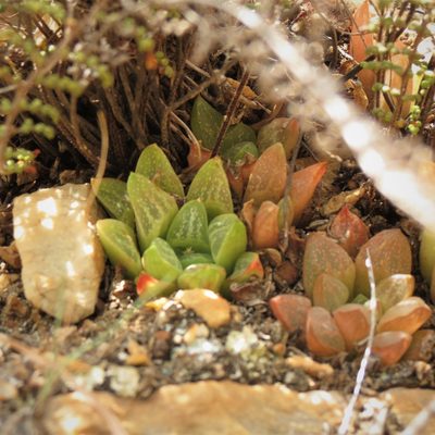 Haworthia turgida, photographed by Christiaan Viljoen